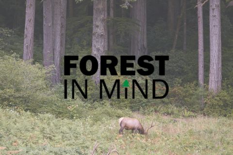 Forest In Mind Website Card